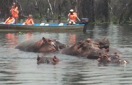 Hipopótamos en Lago Naivasha