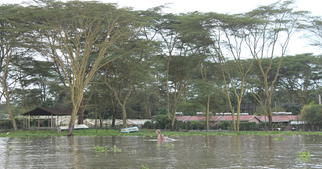 Viendo hipopótamos en el Lago Naivasha