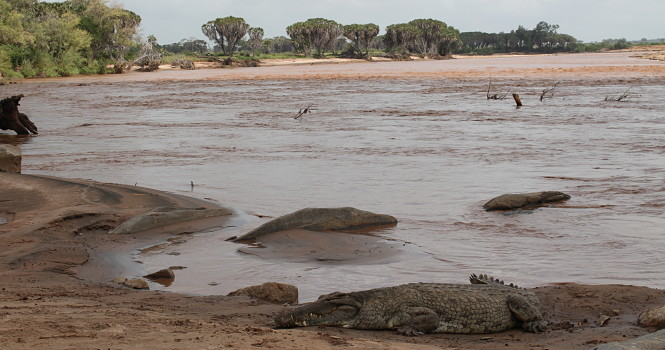 Cocodrilo en el río Galana, dentro del Parque Nacional de Tsavo