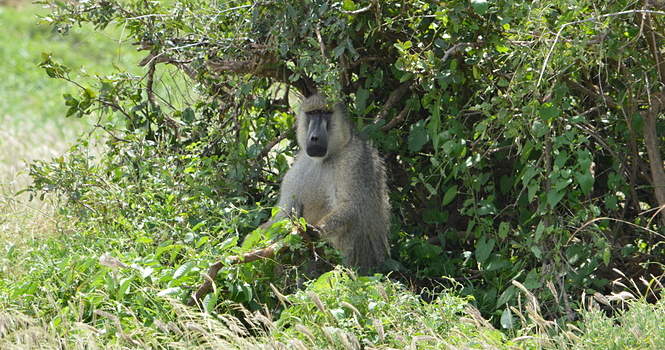 Monos en el Parque Nacional de Tsavo