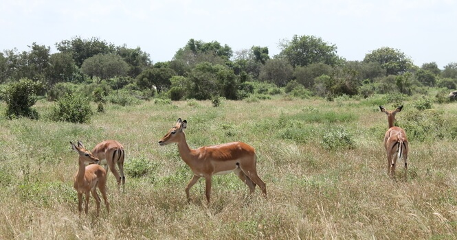 Gacelas en el Parque Nacional de Tsavo