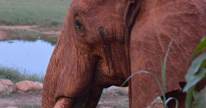 Elefante adulto en el Parque Nacional de Tsavo