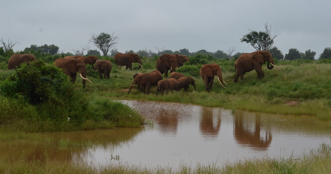Manada de elefantes a la orilla de una charca en el Parque Nacional de Tsavo