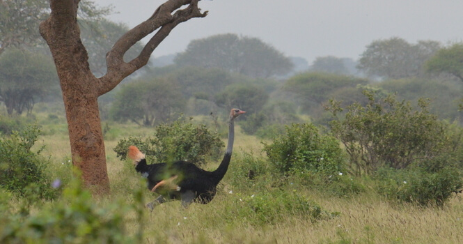 Avestruces Maasai en la reserva natural del Tsavo