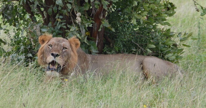 León en la reserva natural del Tsavo