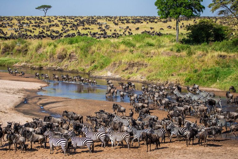 Migración Maasai Mara