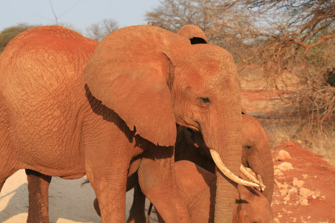 Elefantes en Tsavo National Park