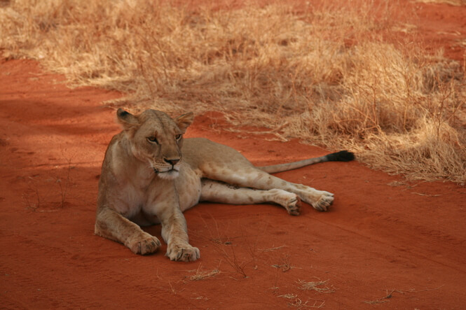 Leona en Tsavo National Park